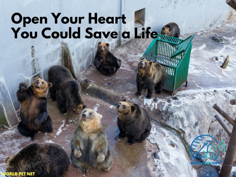 microchip and register a pet; it is your friend - you could save a life